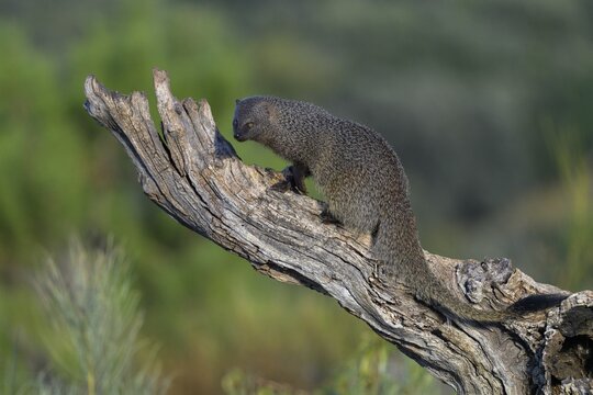 Egyptian mongoose (Herpestes ichneumon), mongoose, foraging on a deadwood trunk, Toledo province, Castile, La Mancha, Spain