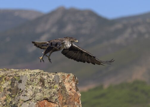 Bonelli's eagle (Aquila fasciata), taking off from a lichen-covered rock in a mountain landscape, Caceres, Extremadura, Spain