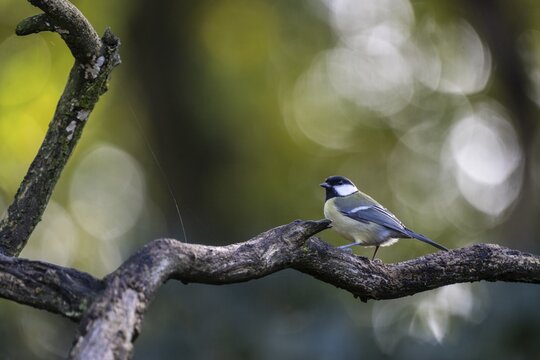 Great Tit (Parus major), Emsland, Lower Saxony, Germany