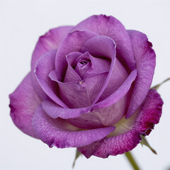 Closeup of isolated purple rose bloom on white background highlights intricate details of delicate petals