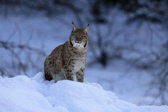 Carpathian lynx (Lynx lynx carpathicus), adult, in winter, in snow, alert, Bavarian Forest, Bavaria, Germany
