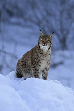 Carpathian lynx (Lynx lynx carpathicus), adult, in winter, in snow, alert, Bavarian Forest, Bavaria, Germany