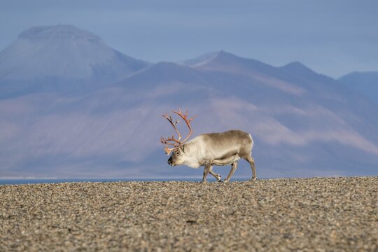 Svalbard Reindeer (Rangifer tarandus platyrhynchus), male, bull with blood-red antlers, tundra in autumn, Kapp Wijk, Svalbard, Norway
