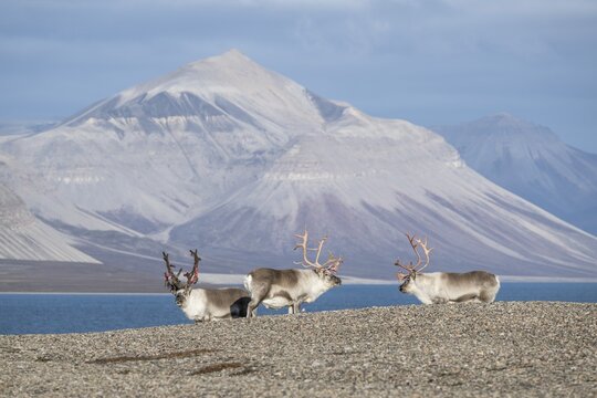 Svalbard reindeers (Rangifer tarandus platyrhynchus), male, bull with blood-red velvet antlers, tundra in autumn, Kapp Wijk, Svalbard, Norway
