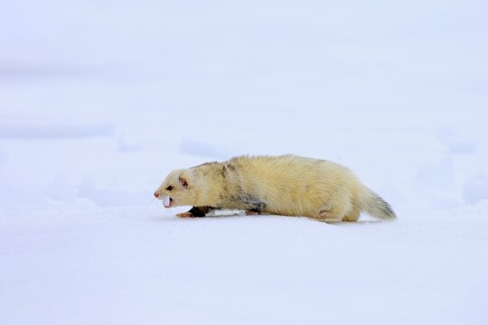 Ferret (Mustela putorius furo), adult, albino, in winter, in the snow, Bohemian Forest, Czech Republic
