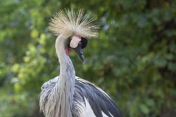 Black crowned crane (Balearica pavonina), captive, Germany