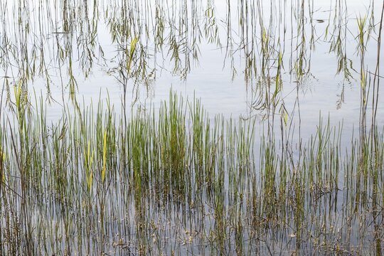 Reed (Phragmites australis) in the water, Mark Brandenburg, Germany