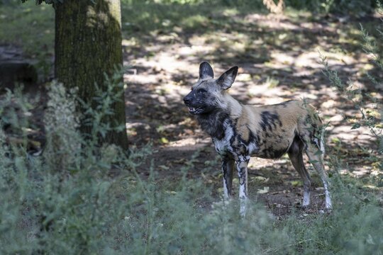 African wild dog (Lycaon pictus), captive, Germany