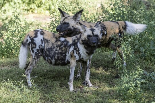 African wild dogs (Lycaon pictus), captive, Germany