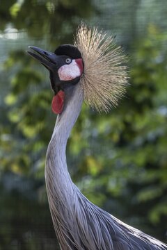 Black crowned crane (Balearica pavonina), captive, Germany