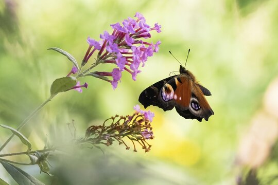 European peacock (Aglais io) approaching butterfly-bush (Buddleja davidii), Hesse, Germany