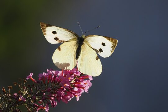 Cabbage butterfly (Pieris brassicae) in departure from butterfly-bush (Buddleja davidii), Hesse, Germany
