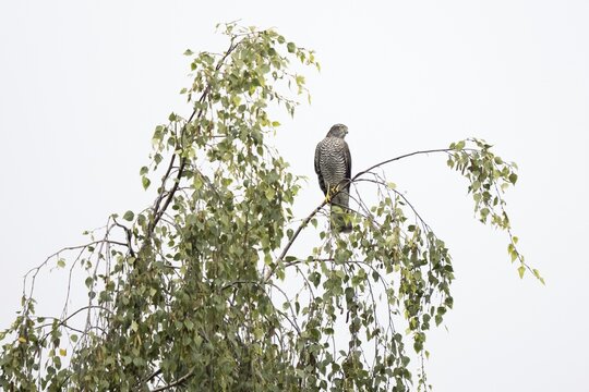 Eurasian sparrowhawk (Accipiter nisus) sitting on birch twig, Hesse, Germany