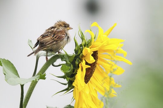 House sparrow (passer domesticus) on sunflower, Hesse, Germany
