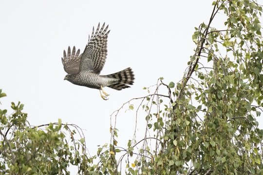 Eurasian sparrowhawk (Accipiter nisus) in Abflu birch branch, Hesse, Germany