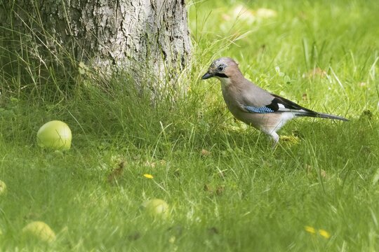 Eurasian jay (Garrulus glandarius) in meadow orchard, Hesse, Germany