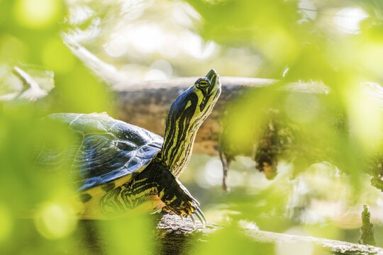 Yellow-bellied slider (Trachemys scripta scripta), animal portrait, Hesse, Germany