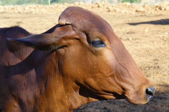 Close-Up of an Indo-Brazil Zebu Cow in the Serra da Canastra, Sao Roque das Minas, Minas Gerais state, Brazil