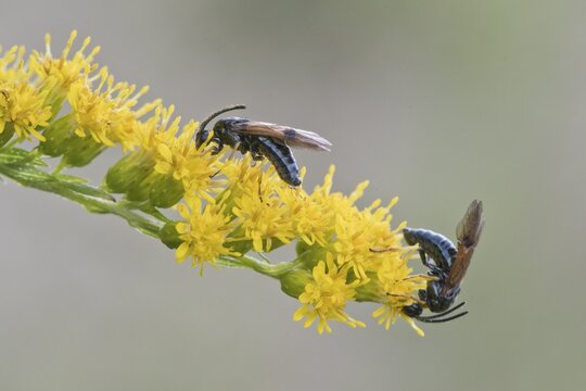 Brush horned wasps (Arge ustulata), Emsland, Lower Saxony, Germany