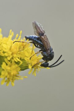Brush horn leaf wasp (Arge ustulata), Emsland, Lower Saxony, Germany