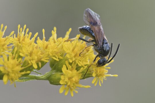 Brush horn leaf wasp (Arge ustulata), Emsland, Lower Saxony, Germany