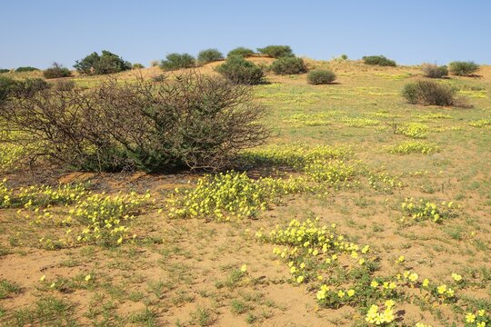 Yellow Devil's Thorn (Tribulus zeyheri) flowers at a grass-grown sand dune during the rainy season. Kalahari Desert. Kgalagadi Transfrontier Park, South Africa