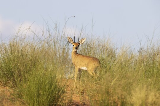 Steenbok (Raphicerus campestris) . Male at the ridge of a grass-grown sand dune. Kalahari Desert, Kgalagadi Transfrontier Park, South Africa