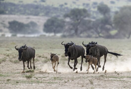 Blue Wildebeest (Connochaetes taurinus) . Small herd with calves rushing towards a waterhole. Kalahari Desert, Kgalagadi Transfrontier Park, South Africa