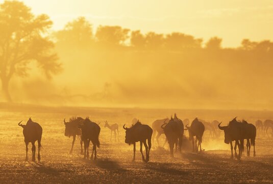 Blue Wildebeest (Connochaetes taurinus) . Herd at sunrise. Behind them a group of springbok (Antidorcas marsupialis) . Kalahari Desert, Kgalagadi Transfrontier Park, South Africa