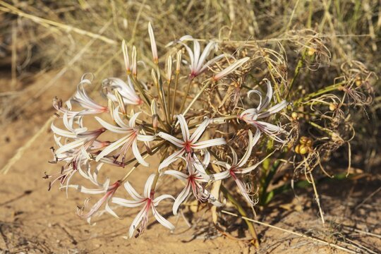 Nerine (Nerine laticoma) . Blooms during the summerly rainy season. Kalahari Desert, Kgalagadi Transfrontier Park, South Africa