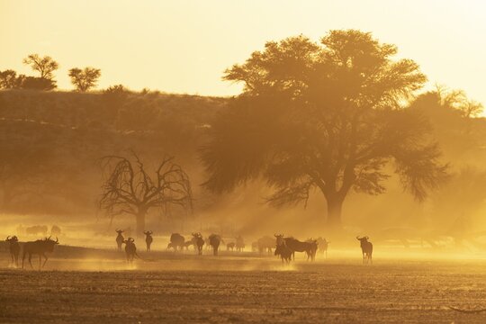 Blue Wildebeest (Connochaetes taurinus) . Herd at sunrise. Kalahari Desert, Kgalagadi Transfrontier Park, South Africa
