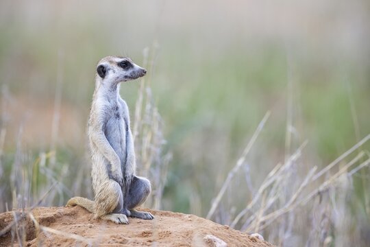 Suricate (Suricata suricatta) . Also called Meerkat. Female on the lookout. Kalahari Desert, Kgalagadi Transfrontier Park, South Africa