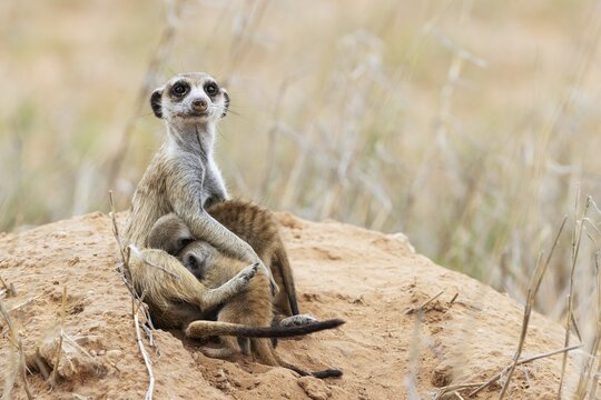 Suricate (Suricata suricatta) . Also called Meerkat. Protective female with two suckling young at their burrow. On the lookout. Kalahari Desert, Kgalagadi Transfrontier Park, South Africa