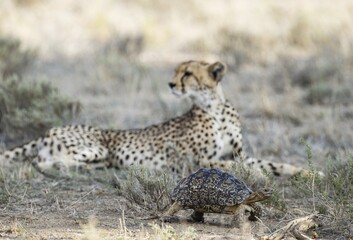 Leopard Tortoise (Stigmochelys pardalis) . Frightened and quickly rushing past a resting female cheetah (Acinonyx jubatus) which does not show any interest at all in the little chelonian. Kalahari Desert, Kgalagadi Transfrontier Park, South Africa