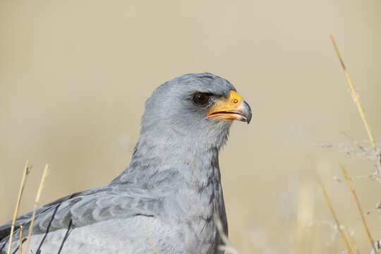 Pale-chanting Goshawk (Melierax canorus) . Kalahari Desert, Kgalagadi Transfrontier Park, South Africa