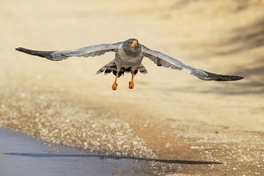 Pale-chanting Goshawk (Melierax canorus) . Flying off a rainwater pool at a gravel road. Kalahari Desert, Kgalagadi Transfrontier Park, South Africa