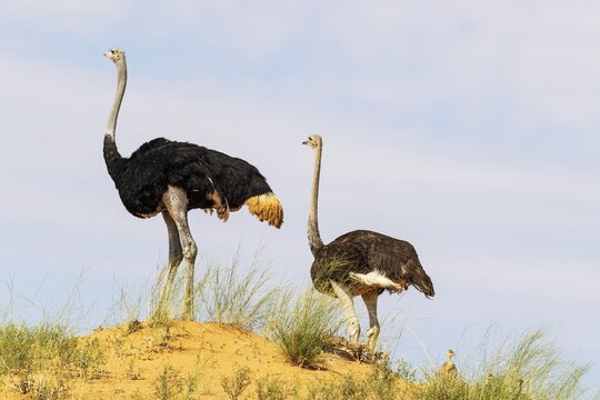 Ostrich (Struthio camelus) . Male on the left and female with three chicks on the ridge of a grass-grown sand dune. Kalahari Desert, Kgalagadi Transfrontier Park, South Africa