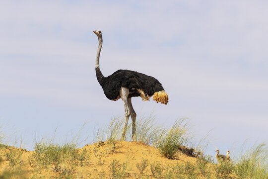 Ostrich (Struthio camelus) . Male and two chicks on the ridge of a grass-grown sand dune. Kalahari Desert, Kgalagadi Transfrontier Park, South Africa