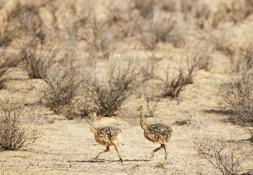 Ostrich (Struthio camelus) . Two chicks. Kalahari Desert, Kgalagadi Transfrontier Park, South Africa