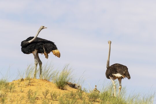 Ostrich (Struthio camelus) . Male on the left and female with two chicks on the ridge of a grass-grown sand dune. Kalahari Desert, Kgalagadi Transfrontier Park, South Africa