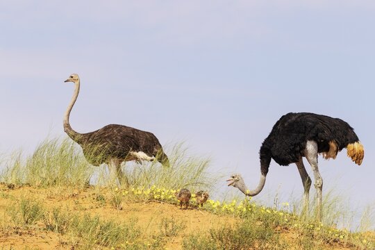 Ostrich (Struthio camelus) . Male on the right and female with two chicks on the ridge of a grass-grown sand dune. Feeding on yellow Devil's Thorn (Tribulus zeyheri) flowers. Kalahari Desert, Kgalagadi Transfrontier Park, South Africa