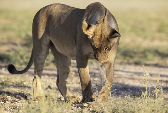 Lion (Panthera leo) . Female. Playing around with a frightened Marsh or Helmeted Terrapin (Pelomedusa subrufa) . Kalahari Desert, Kgalagadi Transfrontier Park, South Africa