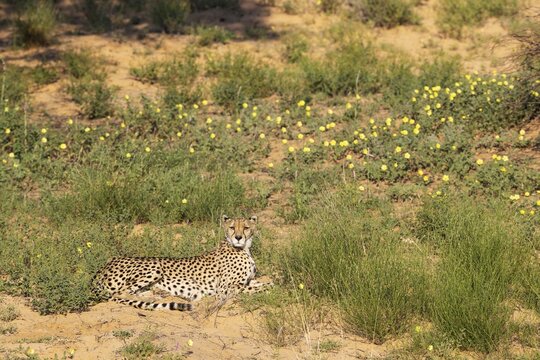 Cheetah (Acinonyx jubatus) . Female. Resting. During the rainy season with yellow Devil's Thorn (Tribulus zeyheri) flowers, Kalahari Desert, Kgalagadi Transfrontier Park, South Africa