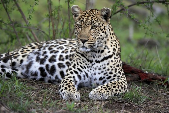 Leopard (Panthera pardus), adult, observed, alert, lying, on ground, Sabi Sand Game Reserve, Kruger National Park, South Africa