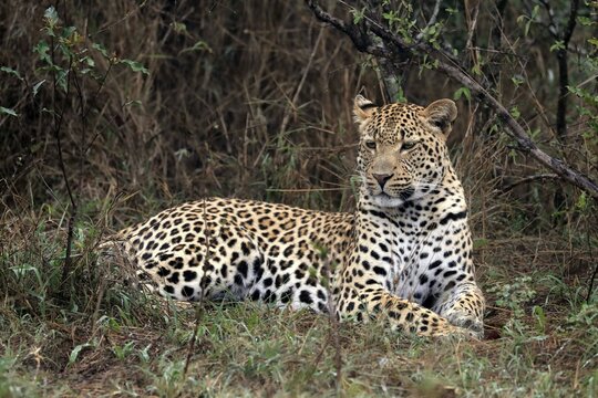 Leopard (Panthera pardus), adult, observed, alert, lying, on ground, Sabi Sand Game Reserve, Kruger National Park, South Africa