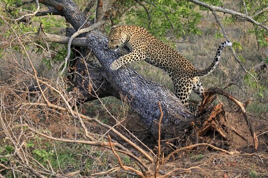Leopard (Panthera pardus), adult, observed, alert, tree trunk, Sabi Sand Game Reserve, Kruger National Park, South Africa
