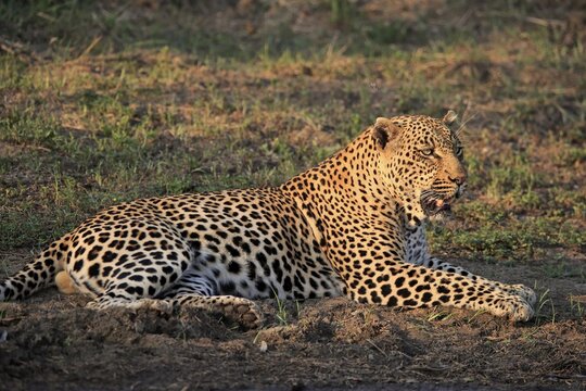 Leopard (Panthera pardus), adult, relaxed, lying, on ground, Sabi Sand Game Reserve, Kruger National Park, South Africa