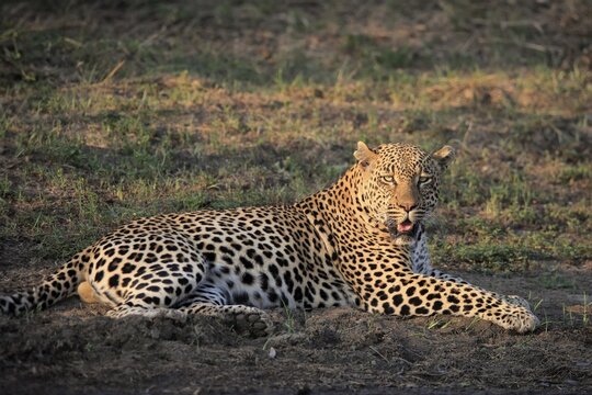 Leopard (Panthera pardus), adult, relaxed, lying, on ground, by water, Sabi Sand Game Reserve, Kruger National Park, South Africa