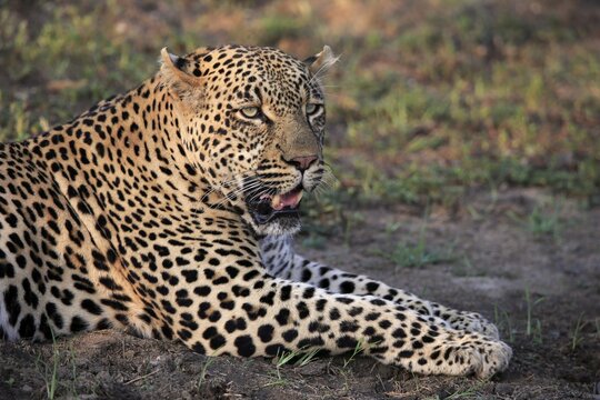 Leopard (Panthera pardus), adult, portrait, lying, on ground, Sabi Sand Game Reserve, Kruger National Park, South Africa