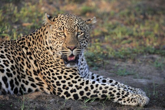Leopard (Panthera pardus), adult, portrait, lying, on ground, Sabi Sand Game Reserve, Kruger National Park, South Africa
